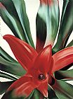 Georgia O'Keeffe Leaves of a Plant painting